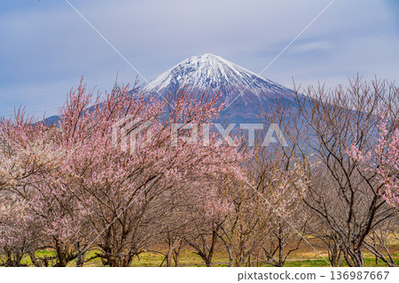 （靜岡縣）白絲自然公園：透過盛開的梅花林眺望富士山。 136987667