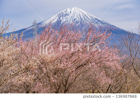 （靜岡縣）白絲自然公園：透過盛開的梅花林眺望富士山。 136987668