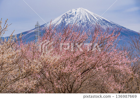 （靜岡縣）白絲自然公園：透過盛開的梅花林眺望富士山。 136987669
