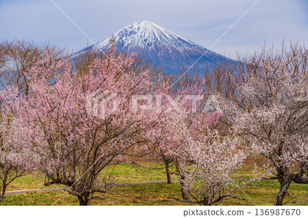 (靜岡縣)白絲自然公園:透過盛開的梅花林眺望富士山。 (靜岡縣)白絲自然公園:透過盛開的梅花林眺望富士山。 136987670
