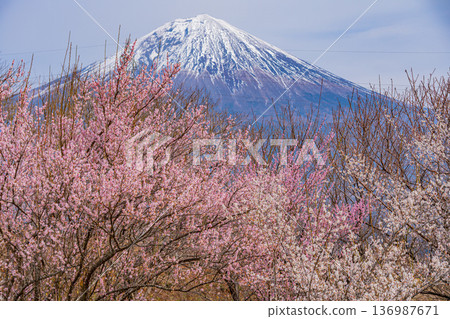 （靜岡縣）白絲自然公園：透過盛開的梅花林眺望富士山。 136987671