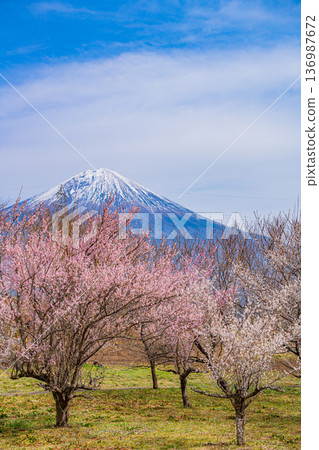 （靜岡縣）白絲自然公園：透過盛開的梅花林眺望富士山。 136987672