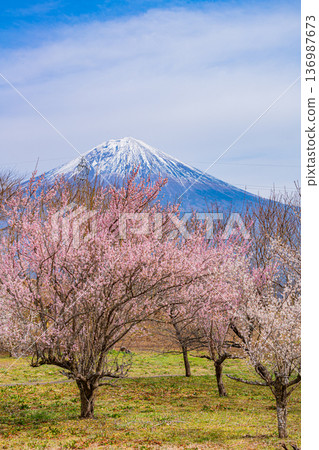 （靜岡縣）白絲自然公園：透過盛開的梅花林眺望富士山。 136987673