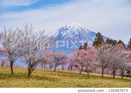 （靜岡縣）白絲自然公園：透過盛開的梅花林眺望富士山。 136987674