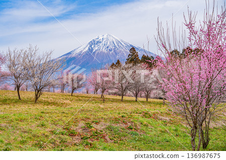 (靜岡縣)白絲自然公園:透過盛開的梅花林眺望富士山。 (靜岡縣)白絲自然公園:透過盛開的梅花林眺望富士山。 136987675
