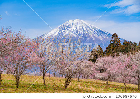 （靜岡縣）白絲自然公園：透過盛開的梅花林眺望富士山。 136987676