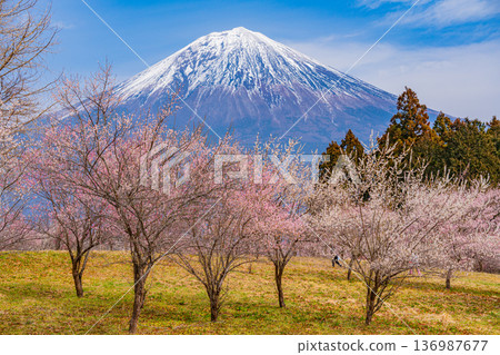 （靜岡縣）白絲自然公園：透過盛開的梅花林眺望富士山。 136987677