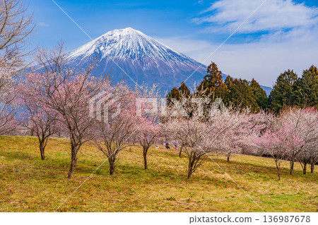 （靜岡縣）白絲自然公園：透過盛開的梅花林眺望富士山。 136987678