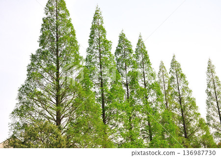 愛知健康森林公園的清新綠意 愛知健康森林公園的清新綠意 136987730