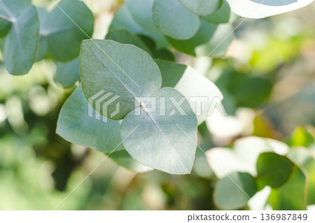 Fresh Eucalyptus Branches for Natural Cosmetics and Aromatherapy Concepts 136987849