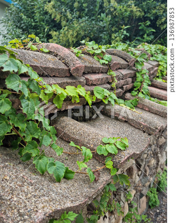 An old wall and ivy An old wall and ivy 136987853