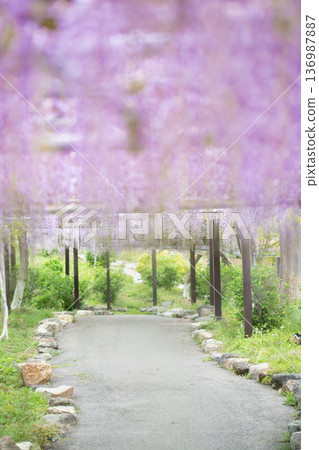 Wisteria flower image Wisteria flower image 136987887