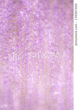 紫藤花圖片 紫藤花圖片 136987889