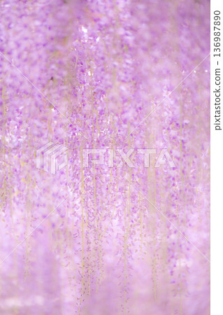 紫藤花圖片 紫藤花圖片 136987890