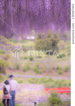 Wisteria flower image Wisteria flower image 136987891