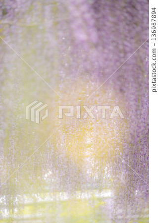 紫藤花圖片 紫藤花圖片 136987894