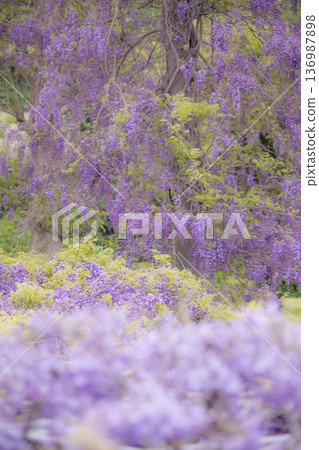 Wisteria flower image Wisteria flower image 136987898