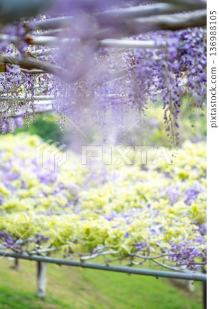紫藤花圖片 紫藤花圖片 136988105