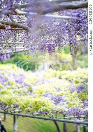 Wisteria flower image 136988106