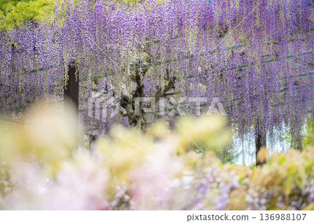 紫藤花圖片 136988107