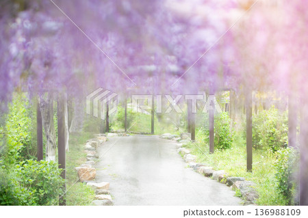 Wisteria flower image Wisteria flower image 136988109