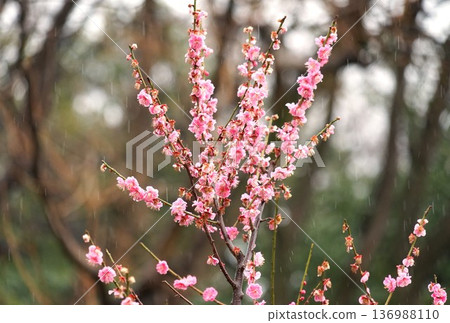Pink plum blossoms on a rainy day Pink plum blossoms on a rainy day 136988110