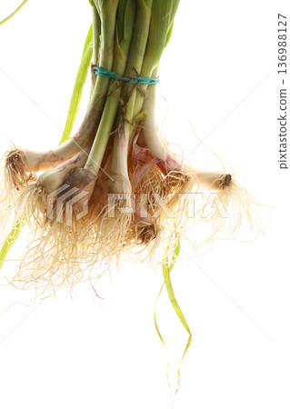 Fresh Green Garlic Bunch on Rustic Surface Fresh Green Garlic Bunch on Rustic Surface 136988127