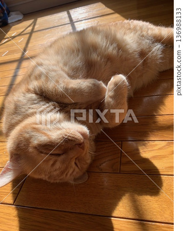 Brown tabby cat sleeping in the sunshine 136988133