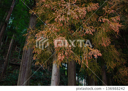 Cedar pollen arrives Cedar pollen arrives 136988242