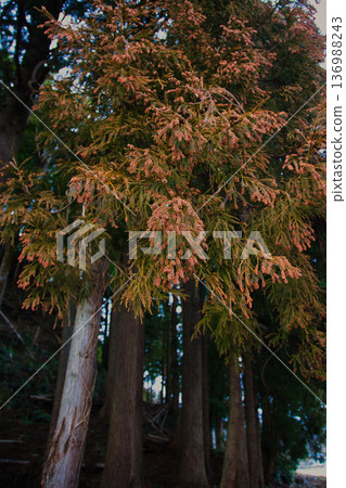 雪松花粉來了 雪松花粉來了 136988243