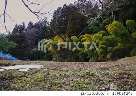 Cedar pollen arrives 136988245