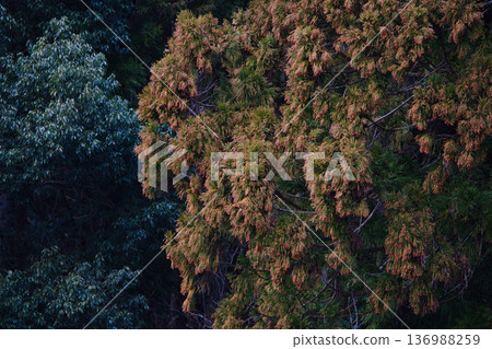 Cedar pollen arrives Cedar pollen arrives 136988259