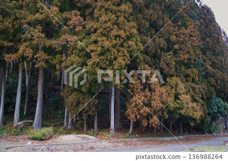 雪松花粉來了 136988264