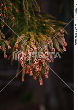 雪松花粉來了 雪松花粉來了 136988267