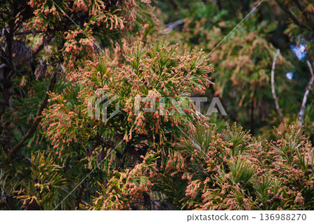 Cedar pollen arrives Cedar pollen arrives 136988270