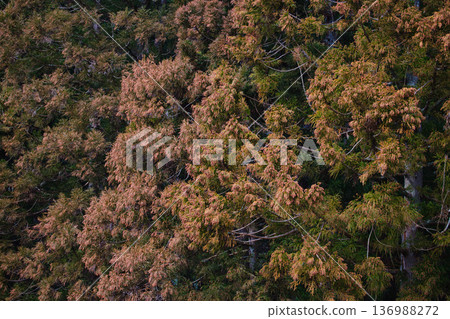 Cedar pollen arrives Cedar pollen arrives 136988272