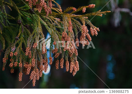 雪松花粉來了 雪松花粉來了 136988275