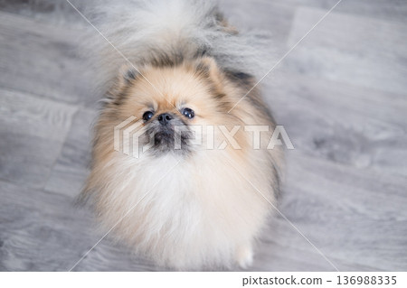 The Pameranian Spitz sits on the floor 136988335