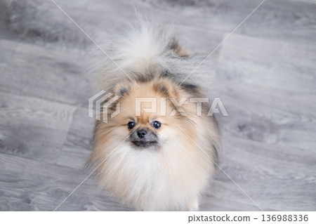 The Pameranian Spitz sits on the floor 136988336