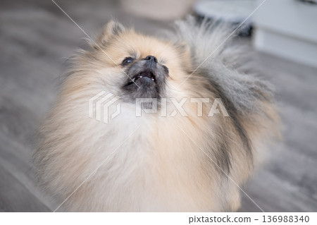 The Pameranian Spitz sits on the floor 136988340
