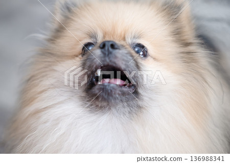 The Pameranian Spitz sits on the floor 136988341