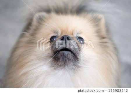 The Pameranian Spitz sits on the floor 136988342