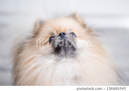 The Pameranian Spitz sits on the floor 136988345
