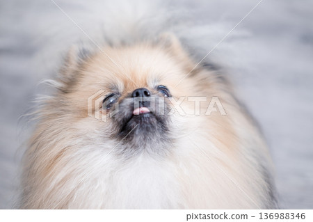 The Pameranian Spitz sits on the floor 136988346