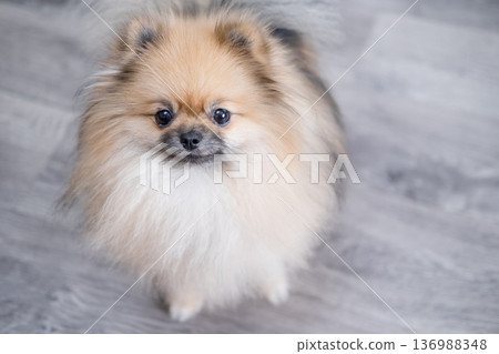 The Pameranian Spitz sits on the floor 136988348