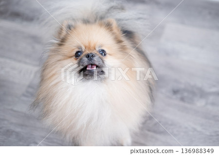 The Pameranian Spitz sits on the floor 136988349