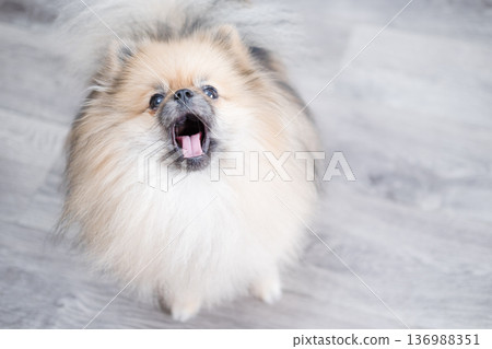 The Pameranian Spitz sits on the floor 136988351