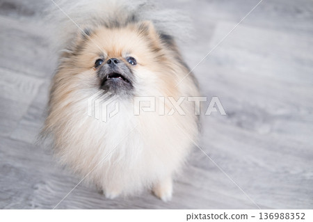 The Pameranian Spitz sits on the floor 136988352