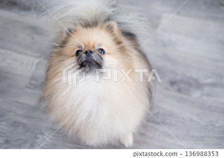 The Pameranian Spitz sits on the floor 136988353