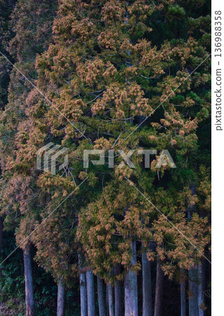 Cedar pollen arrives Cedar pollen arrives 136988358
